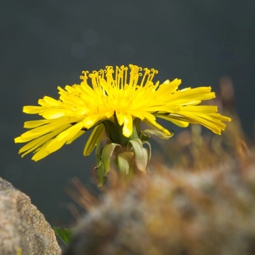 Nahaufnahme einer gelben Löwenzahnblüte als Symbol für Kraft und Regeneration in der Naturheilkunde
